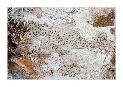  Lquenes crustceos  --  (Crustose Lichens)