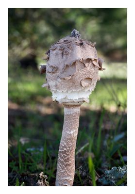 Frade  ---  Parasol Mushroom  ---  (Macrolepiota procera)