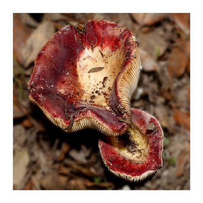 Russula sp.