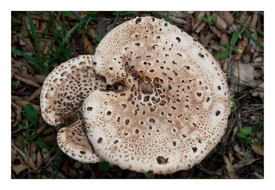 Frade  ---  Parasol Mushroom  ---  (Macrolepiota procera)