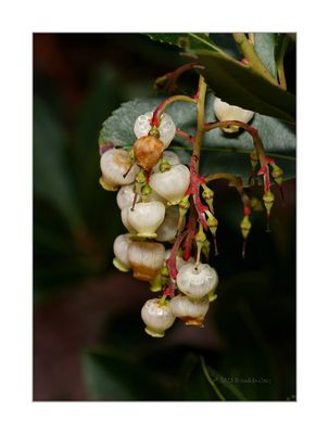 Flores de Medronheiro  --- Strawberry Tree Flowers