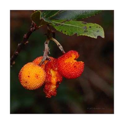 Medronho  ---  Strawberry Tree Fruit