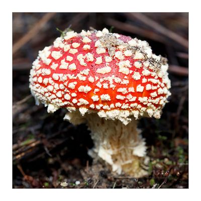 Amanita muscaria