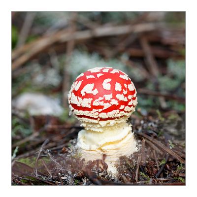 Amanita muscaria