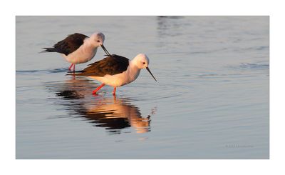 Pernilongo --- Black-winged Stilt --- (Himantopus himantopus)