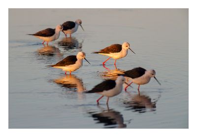 Pernilongo --- Black-winged Stilt --- (Himantopus himantopus)
