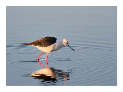 Pernilongo --- Black-winged Stilt --- (Himantopus himantopus)