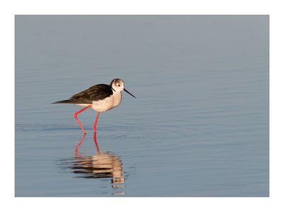 Pernilongo --- Black-winged Stilt --- (Himantopus himantopus)