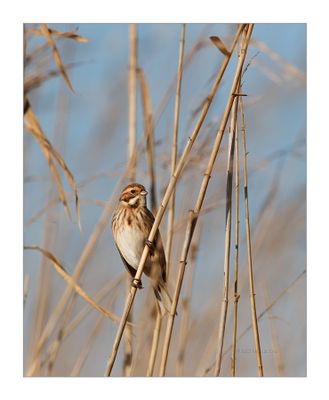 Escrevedeira-dos-caniços --- Reed Bunting --- (Emberiza schoeniclus)