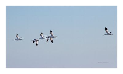 Alfaiate --- Avocet --- (Recurvirostra avosetta)