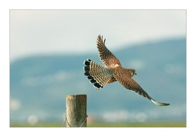 Peneireiro --- Kestrel --- (Falco tinnunculus)