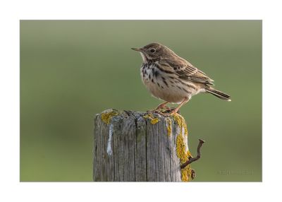 Petinha dos Prados --- Meadow Pipit --- (Anthus Pratensis)