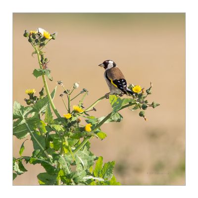 Pintassilgo --- Goldfinch --- (Carduelis carduelis)