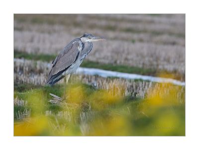 Garça-real --- Grey Heron --- (Ardea cinerea)