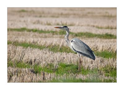 Garça-real --- Grey Heron --- (Ardea cinerea)