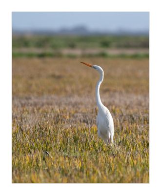 Garça-branca-grande --- Great Egret --- (Egretta alba)