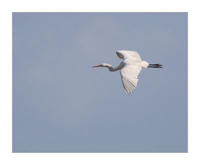 Garça-branca-grande --- Great Egret --- (Egretta alba)