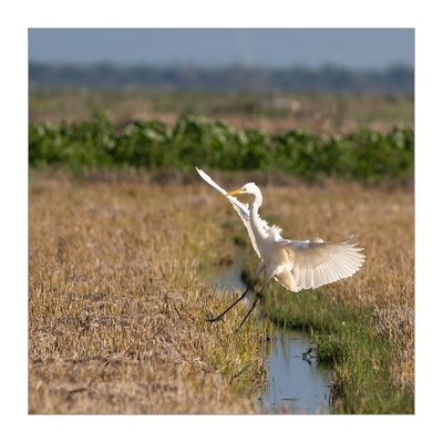 Garça-branca-grande --- Great Egret --- (Egretta alba)