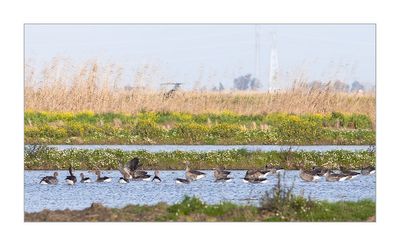 Ganso-bravo --- Greylag Goose --- (Anser anser)
