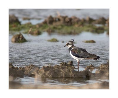 Abibe --- Lapwing --- (Vanellus vanellus)