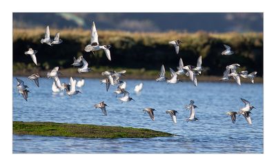 Pilrito-de-peito-preto --- Dunlin --- (Calidris alpina)