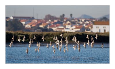 Pilrito-de-peito-preto --- Dunlin --- (Calidris alpina)