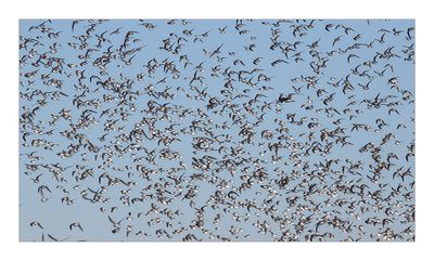 Pilrito-de-peito-preto --- Dunlin --- (Calidris alpina)