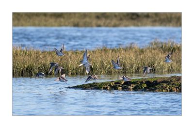 Pilrito-de-peito-preto --- Dunlin --- (Calidris alpina)