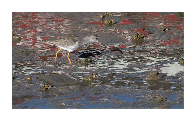 Perna-vermelha --- Redshank --- (Tringa totanus)