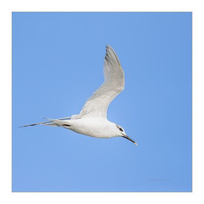 Garajau-de-bico-preto --- Sandwich Tern --- (Sterna sandvicensis)