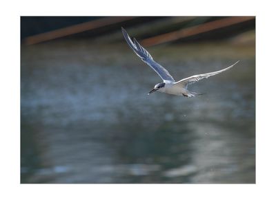 Garajau-de-bico-preto --- Sandwich Tern --- (Sterna sandvicensis)