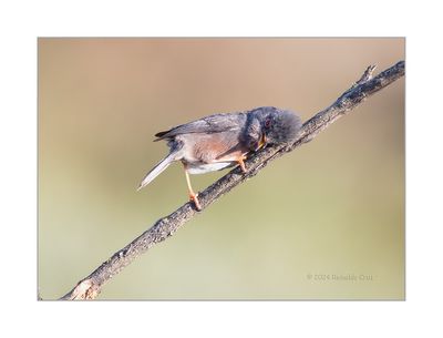 Toutinegra-do-mato --- Dartford Warbler --- (Sylvia undata)