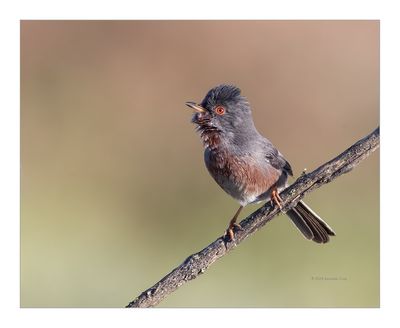 Toutinegra-do-mato --- Dartford Warbler --- (Sylvia undata)