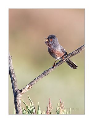 Toutinegra-do-mato --- Dartford Warbler --- (Sylvia undata)