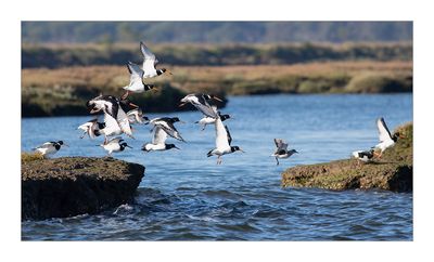 Ostraceiro --- Oystercatcher --- (Haematopus ostralegus)
