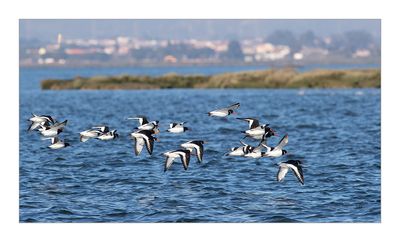 Ostraceiro --- Oystercatcher --- (Haematopus ostralegus)
