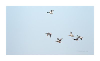 Pato-real --- Mallard --- (Anas platyrhynchos)