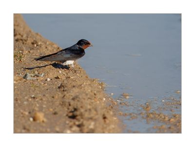 Andorinha-das-chaminés --- Barn Swallow --- (Hirundo rustica)