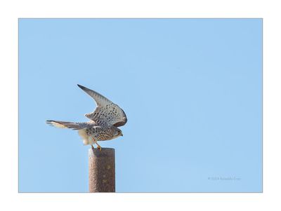 Peneireiro --- Kestrel --- (Falco tinnunculus)