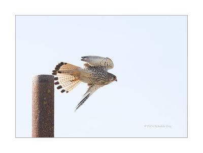 Peneireiro --- Kestrel --- (Falco tinnunculus)