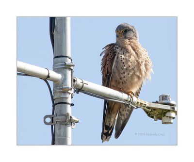 Peneireiro --- Kestrel --- (Falco tinnunculus)