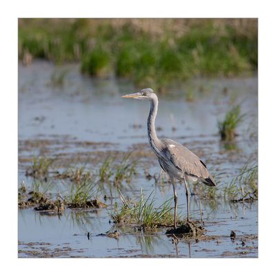 Garça-real --- Grey Heron --- (Ardea cinerea)
