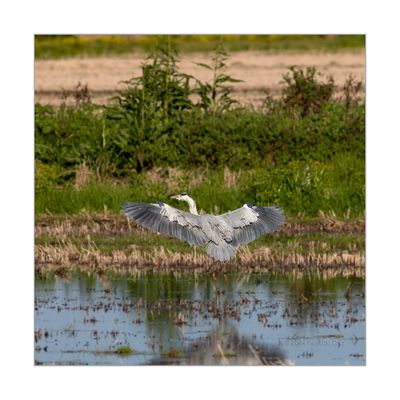 Garça-real --- Grey Heron --- (Ardea cinerea)