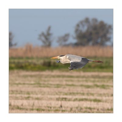 Garça-real --- Grey Heron --- (Ardea cinerea)