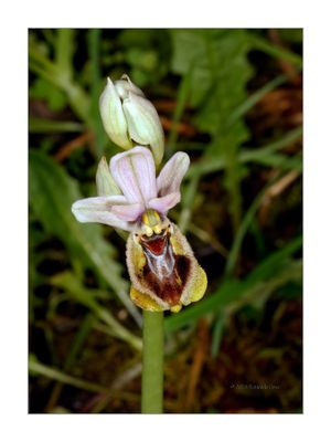 Ophrys tenthredinifera