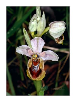 Ophrys tenthredinifera