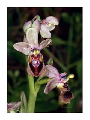 Ophrys tenthredinifera