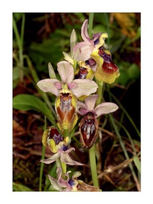 Ophrys tenthredinifera