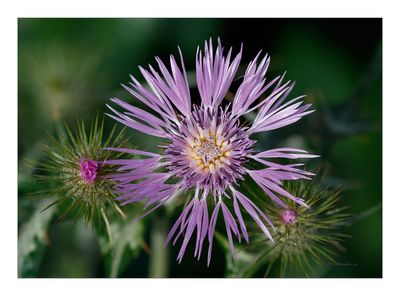 Galactites tomentosa