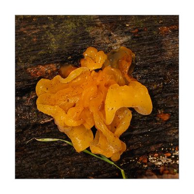 Tremella aurantia